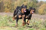 BEAUCERON 384